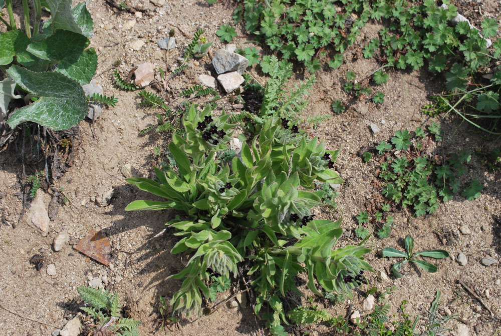 Image of Macrotomia ugamensis specimen.