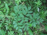 Angelica sylvestris