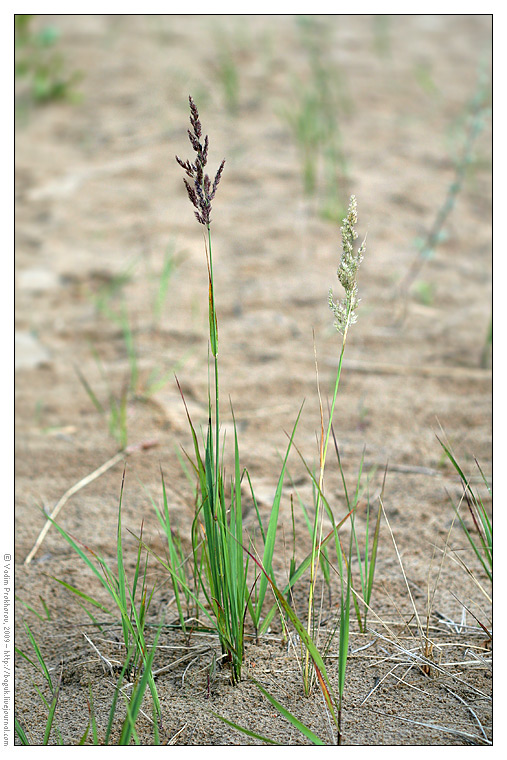 Изображение особи Calamagrostis epigeios.