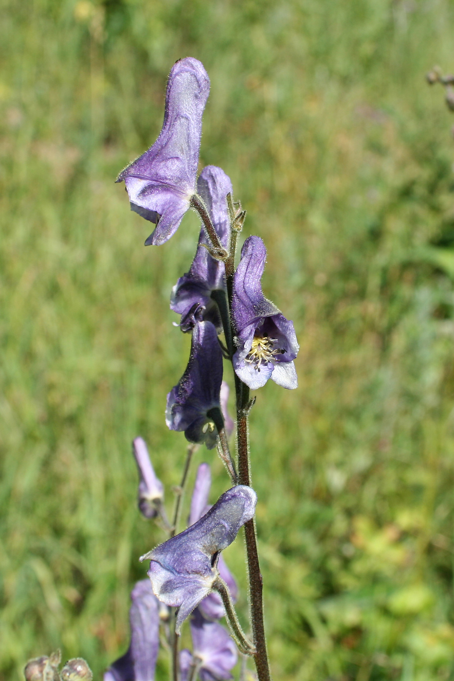 Image of Aconitum leucostomum specimen.