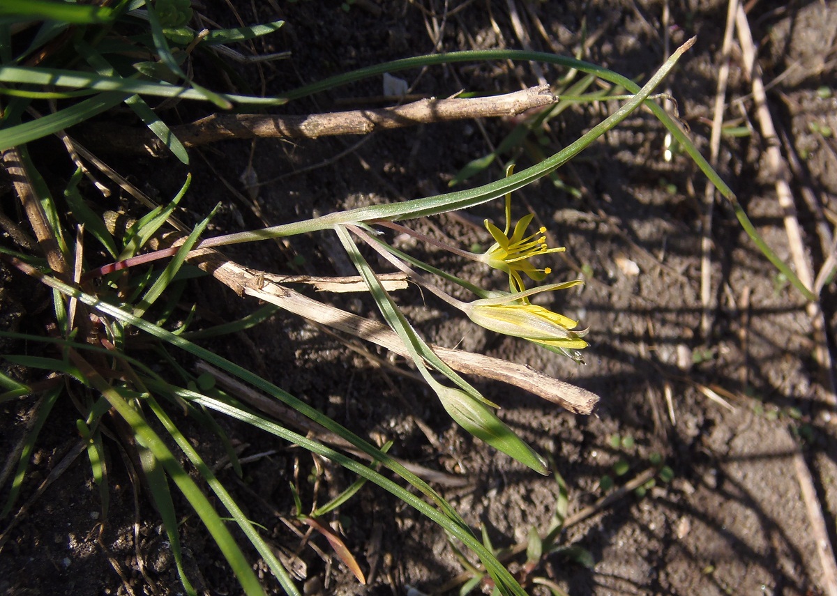 Image of genus Gagea specimen.