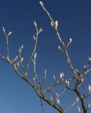 Magnolia sieboldii. Ветки с распускающимися почками. Германия, г. Дюссельдорф, Ботанический сад университета. 13.03.2014.