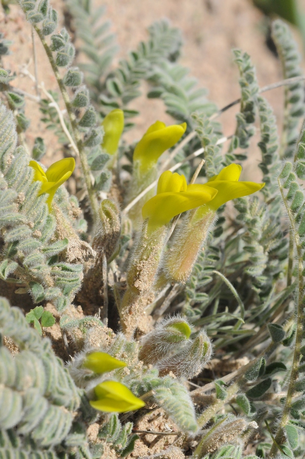 Изображение особи Astragalus balchaschensis.