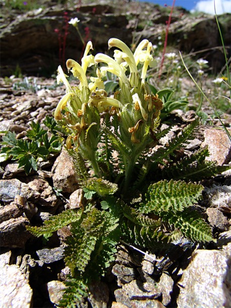 Image of Pedicularis chroorrhyncha specimen.