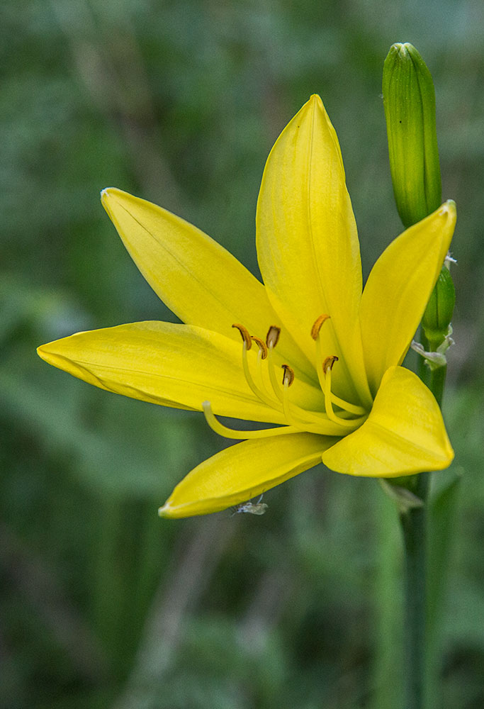 Image of Hemerocallis lilio-asphodelus specimen.