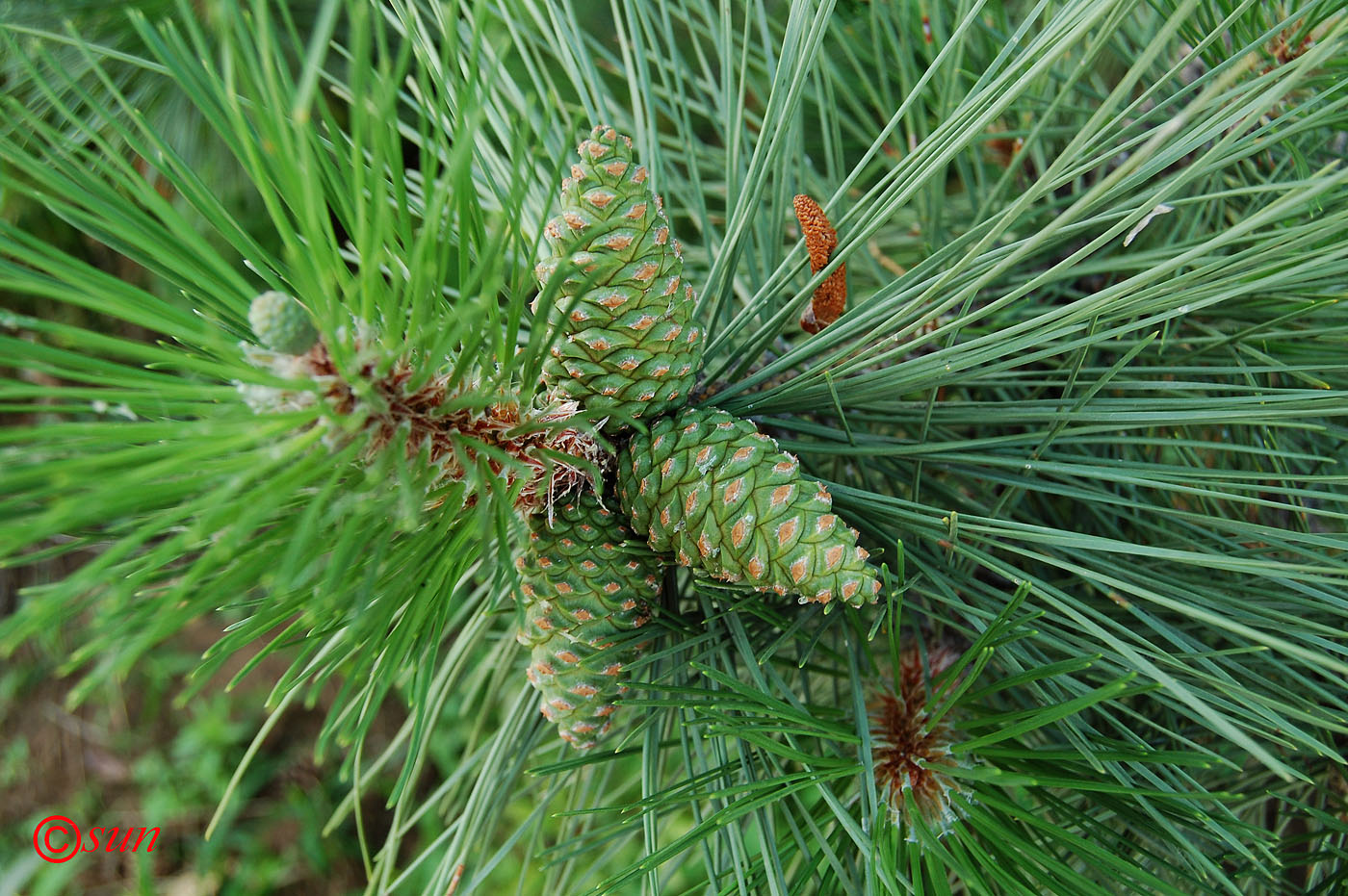 Изображение особи Pinus pallasiana.