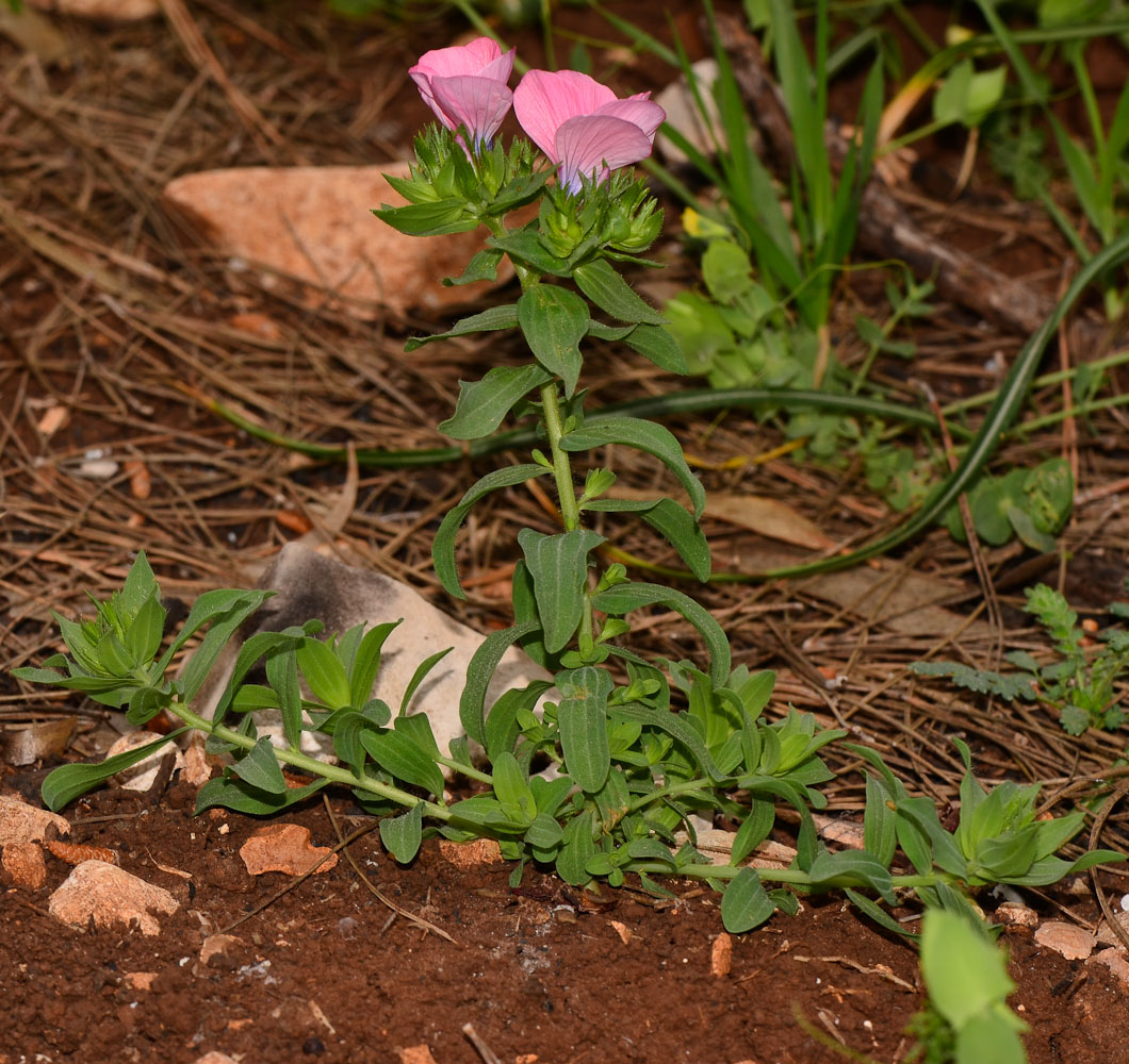 Изображение особи Linum pubescens.