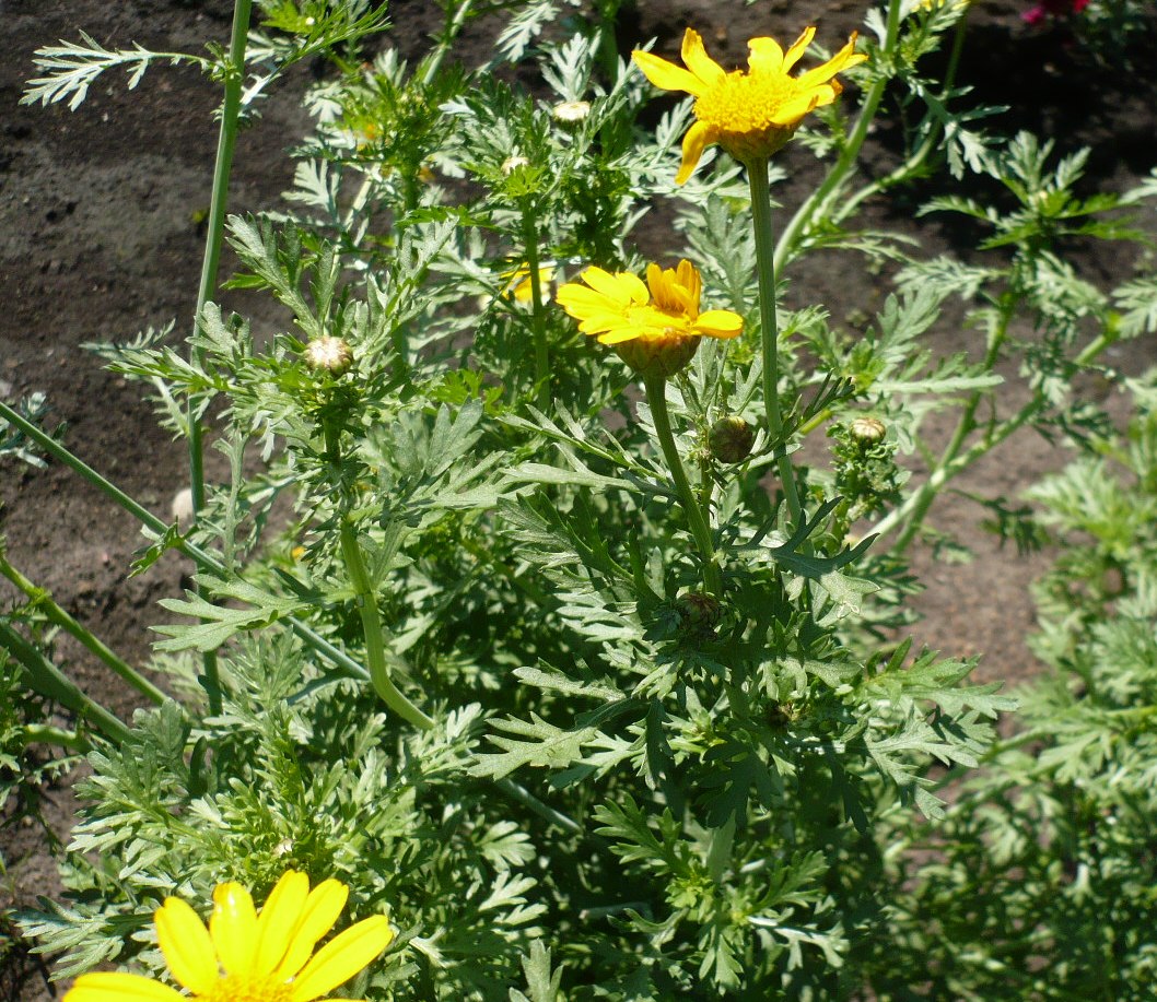 Image of Glebionis coronaria specimen.