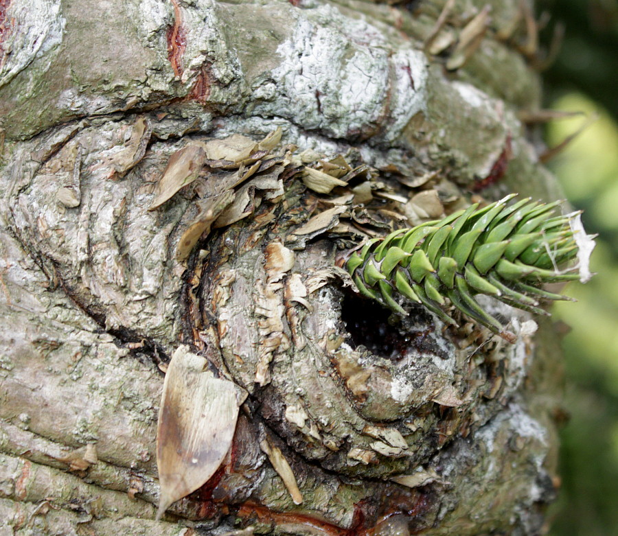 Изображение особи Araucaria araucana.