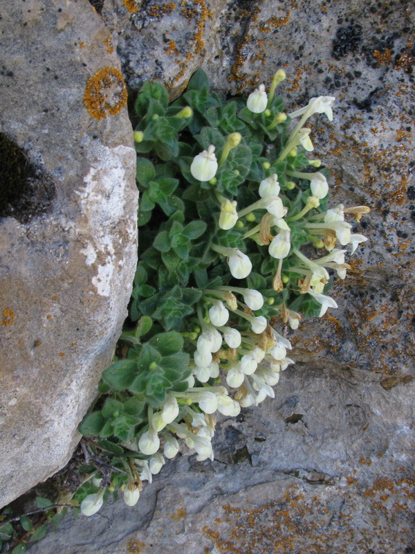 Изображение особи Scutellaria immaculata.