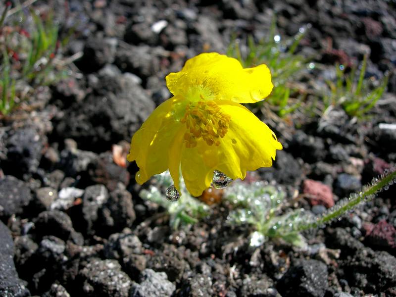 Image of Papaver microcarpum specimen.