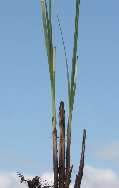 Image of Carex hartmaniorum specimen.