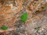 Scutellaria immaculata. Растения на известняковой скале под козырьком. Хр. Каратау, 28.04.2006.