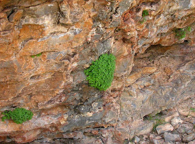 Image of Scutellaria immaculata specimen.