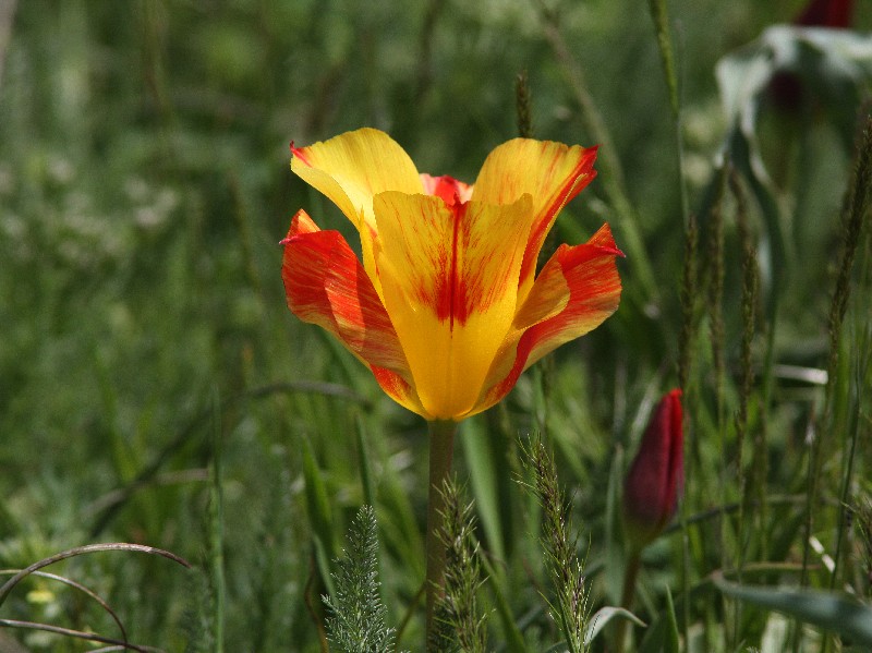 Image of Tulipa greigii specimen.