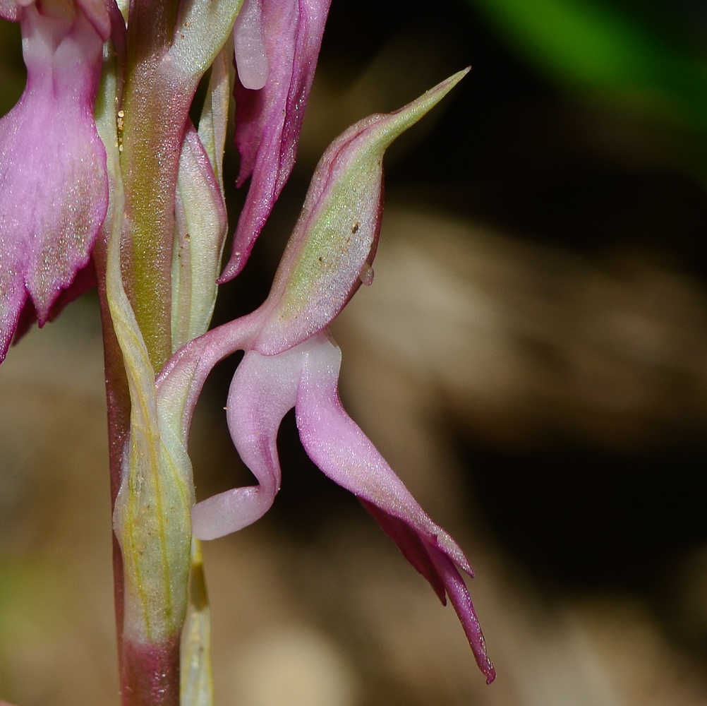 Image of Anacamptis sancta specimen.