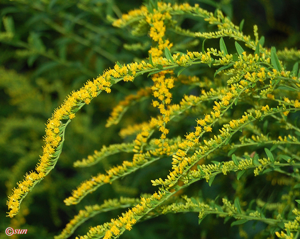 Image of Solidago canadensis specimen.