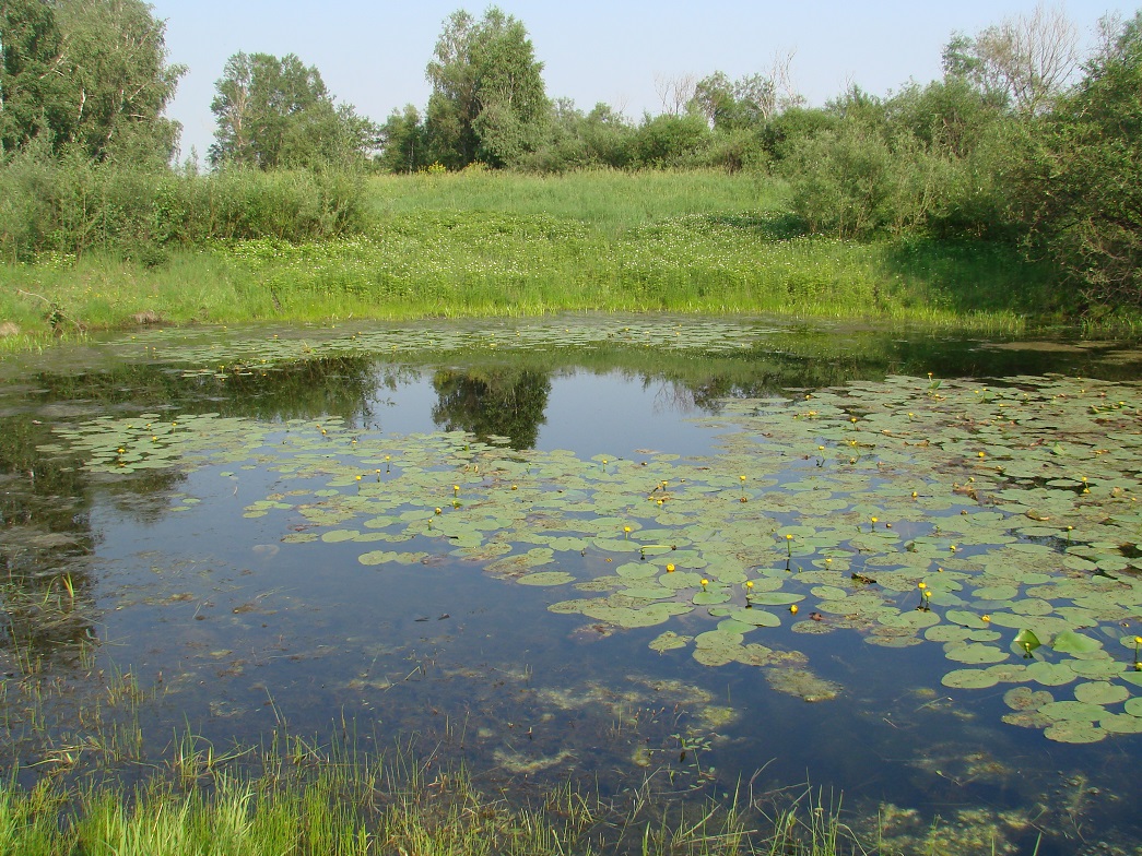 Image of Nuphar lutea specimen.