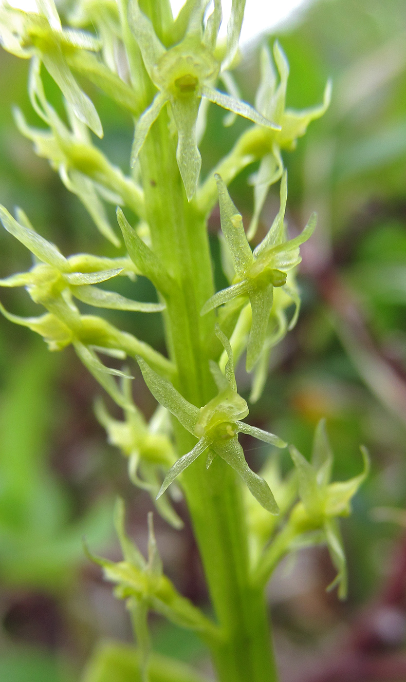 Image of Malaxis monophyllos specimen.