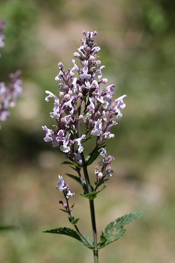 Image of Nepeta nuda specimen.