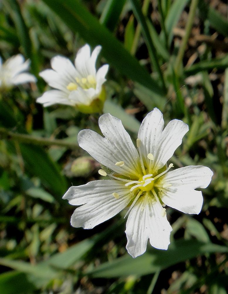 Image of Cerastium arvense specimen.