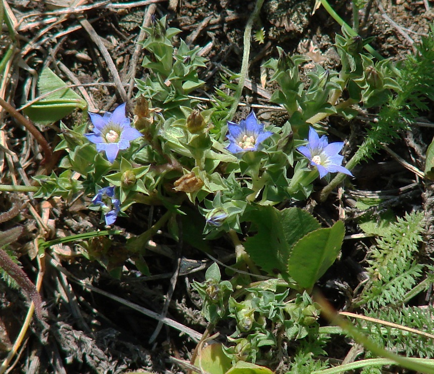 Image of Gentiana squarrosa specimen.