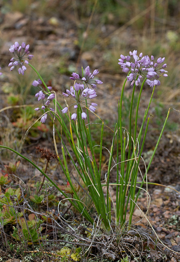 Image of Allium rubens specimen.