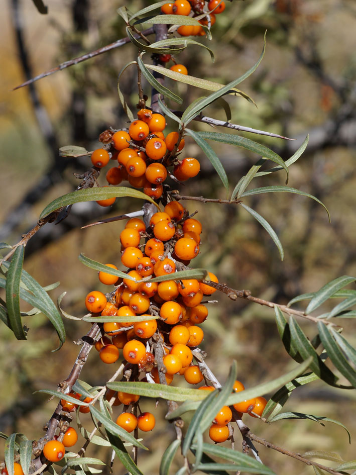 Изображение особи Hippophae rhamnoides.