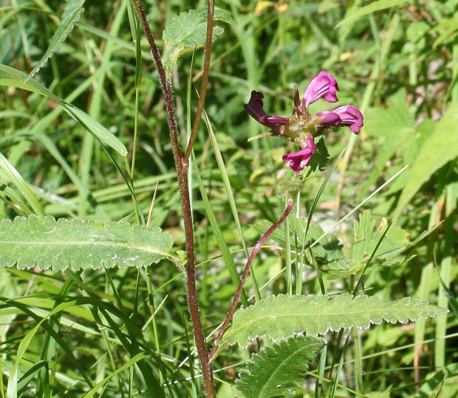 Изображение особи Pedicularis resupinata.