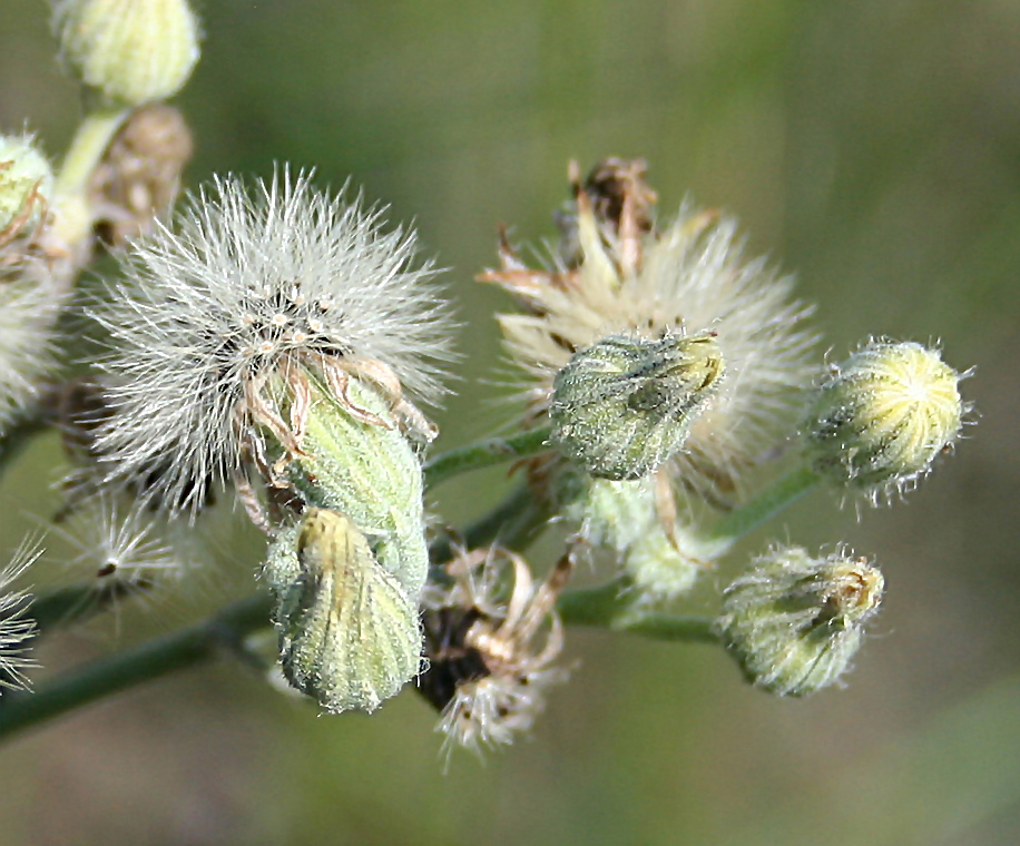 Image of Pilosella echioides specimen.