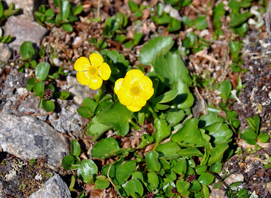 Изображение особи Ranunculus sulphureus.