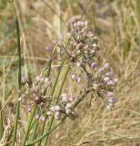 Allium rubens