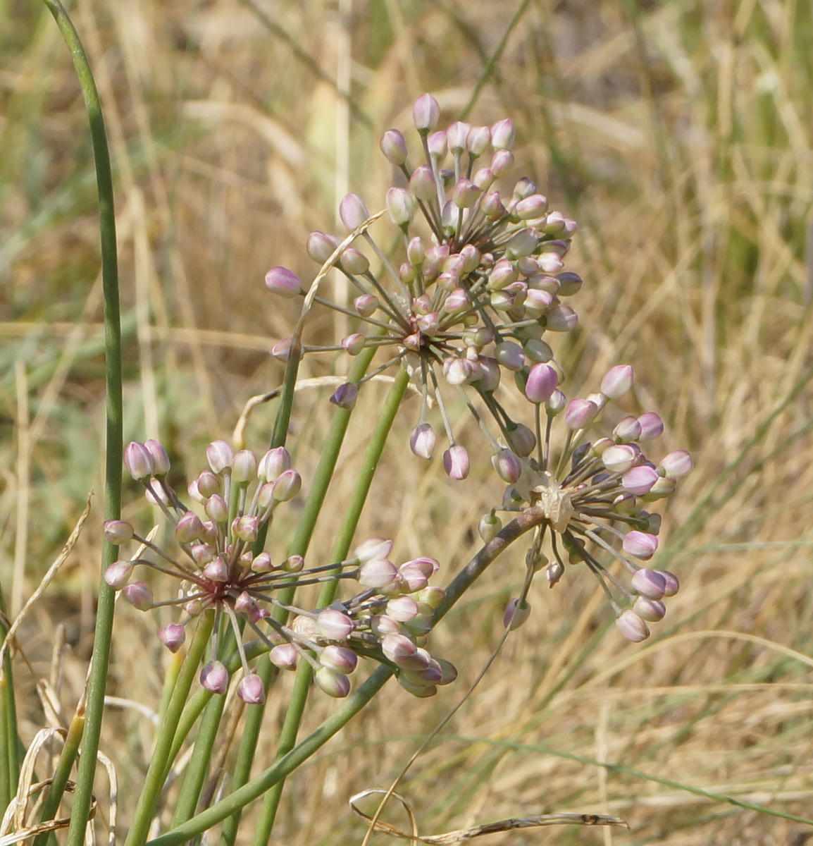 Image of Allium rubens specimen.