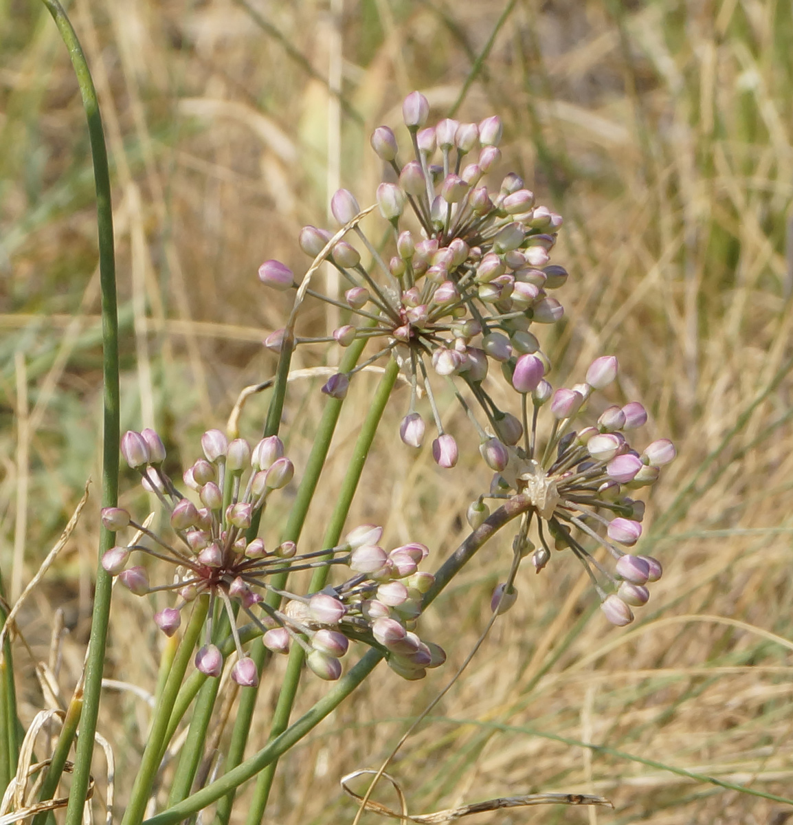 Image of Allium rubens specimen.