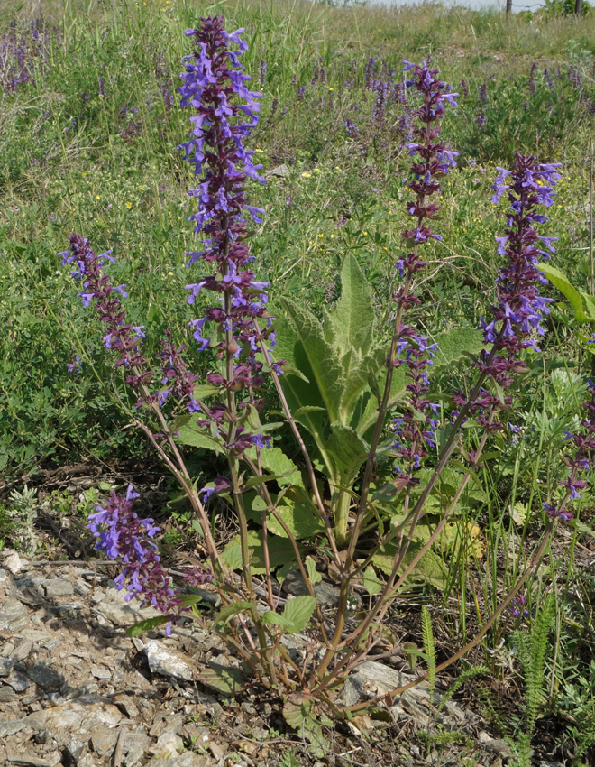 Изображение особи Dracocephalum nutans.