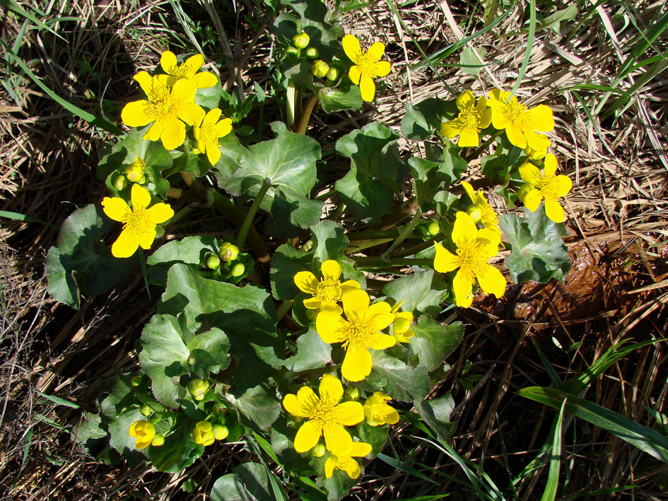 Image of Caltha palustris specimen.