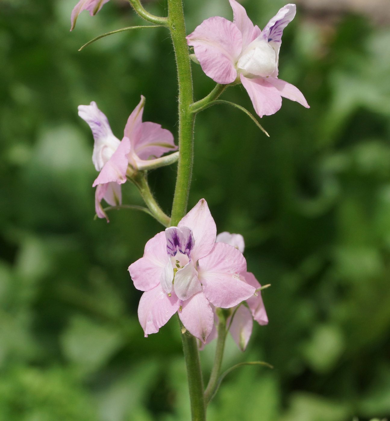 Изображение особи Delphinium ajacis.