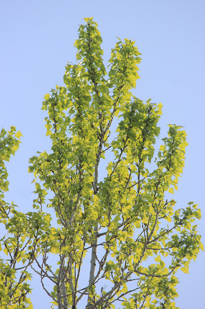 Image of Populus italica specimen.