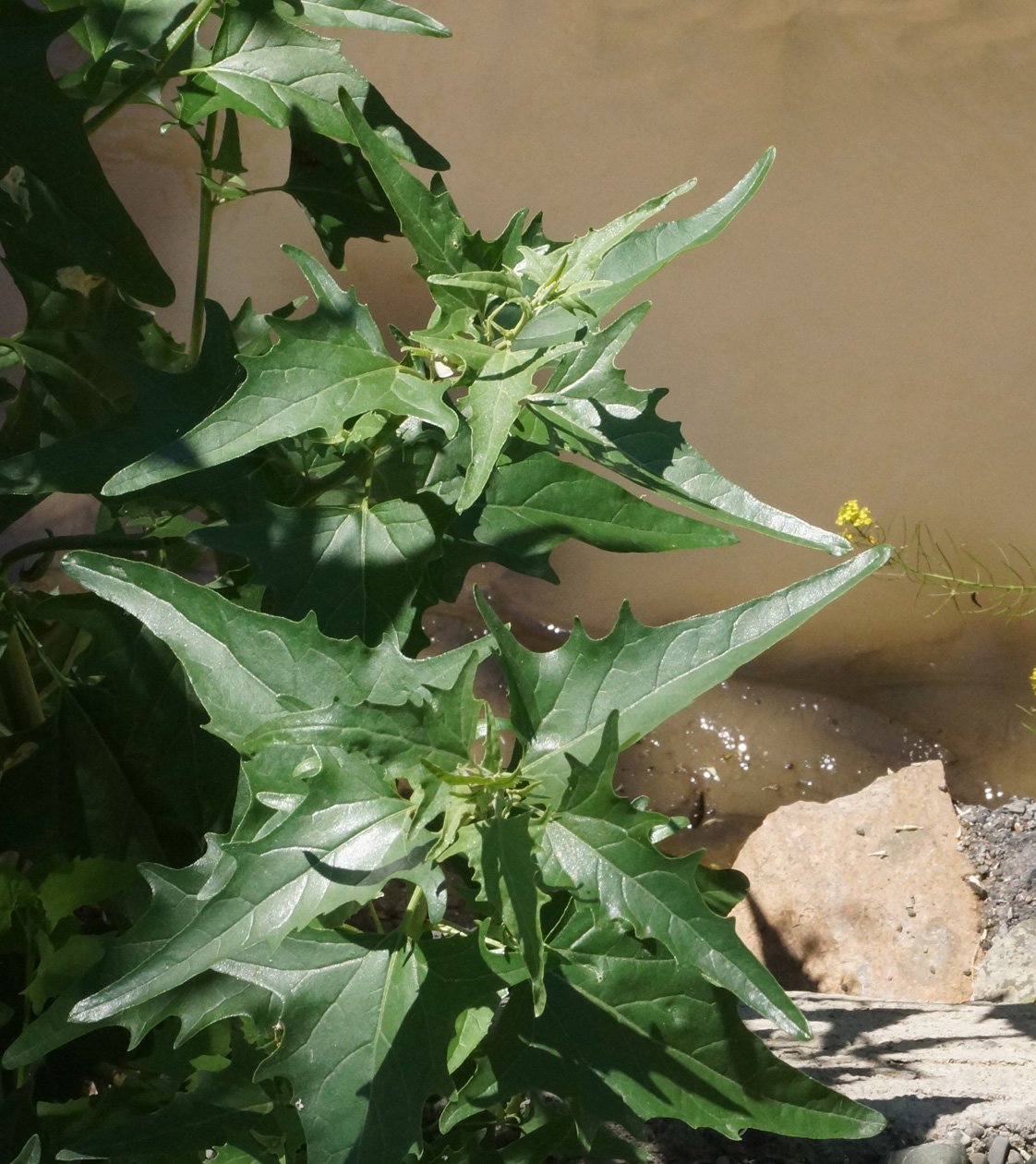 Image of Atriplex sagittata specimen.