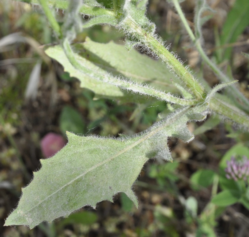 Изображение особи род Crepis.