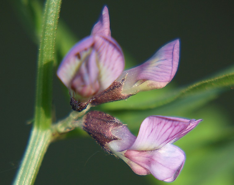 Изображение особи Vicia sepium.