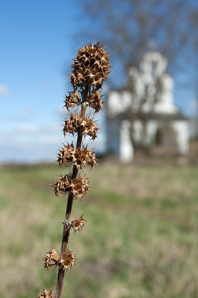 Изображение особи Leonurus quinquelobatus.