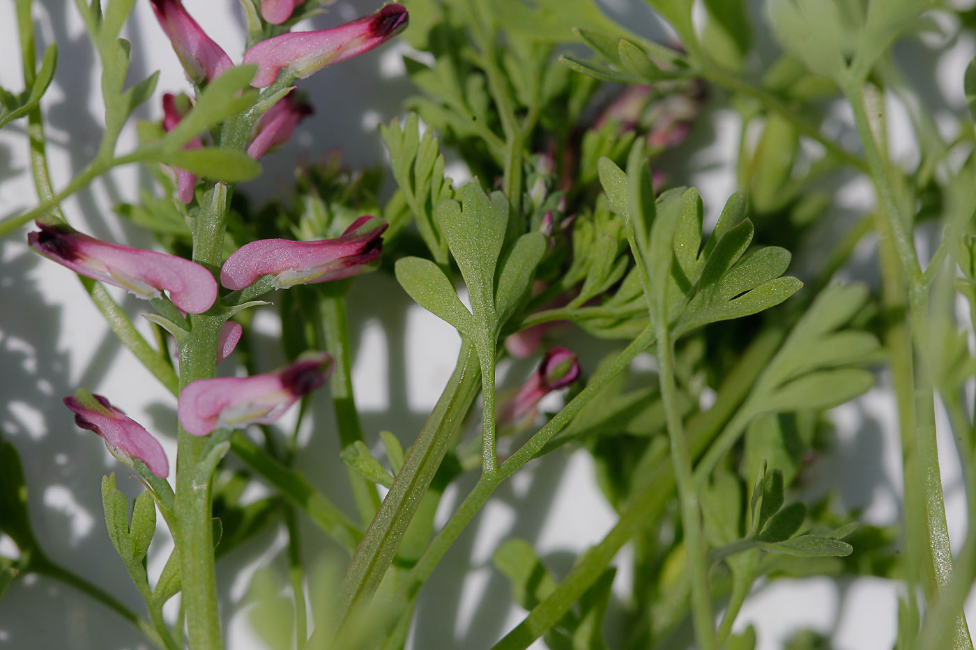 Image of Fumaria officinalis specimen.