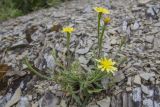 Picris pauciflora