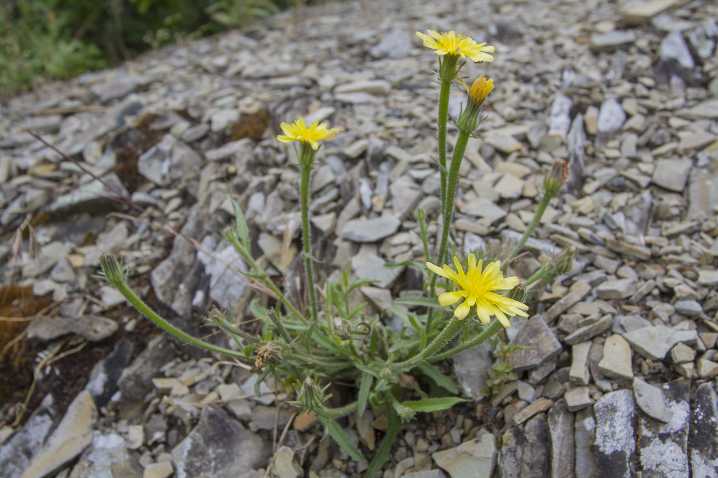 Image of Picris pauciflora specimen.