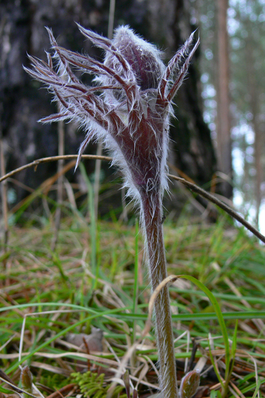 Image of Pulsatilla uralensis specimen.