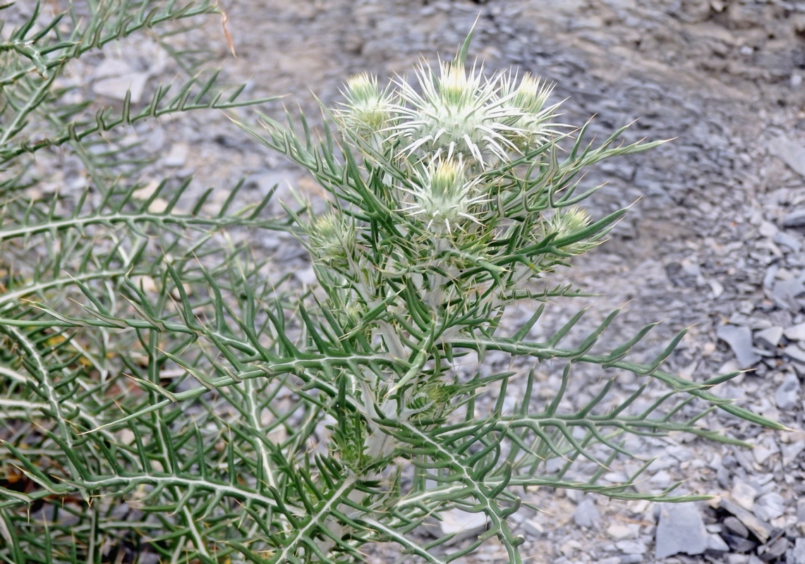 Image of Lamyra echinocephala specimen.