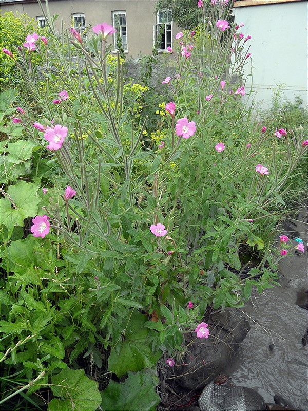 Изображение особи Epilobium villosum.