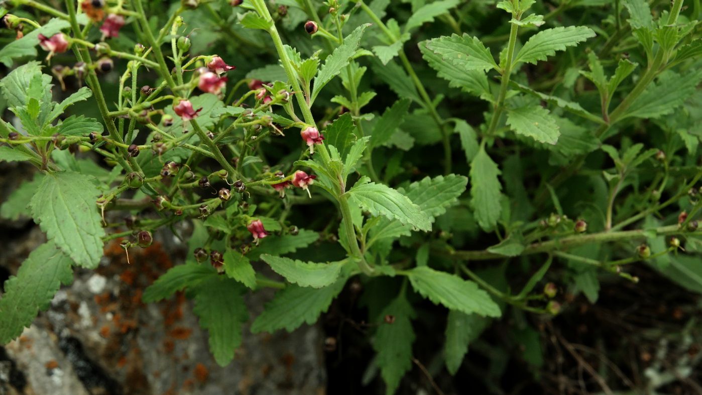 Image of Scrophularia rupestris specimen.