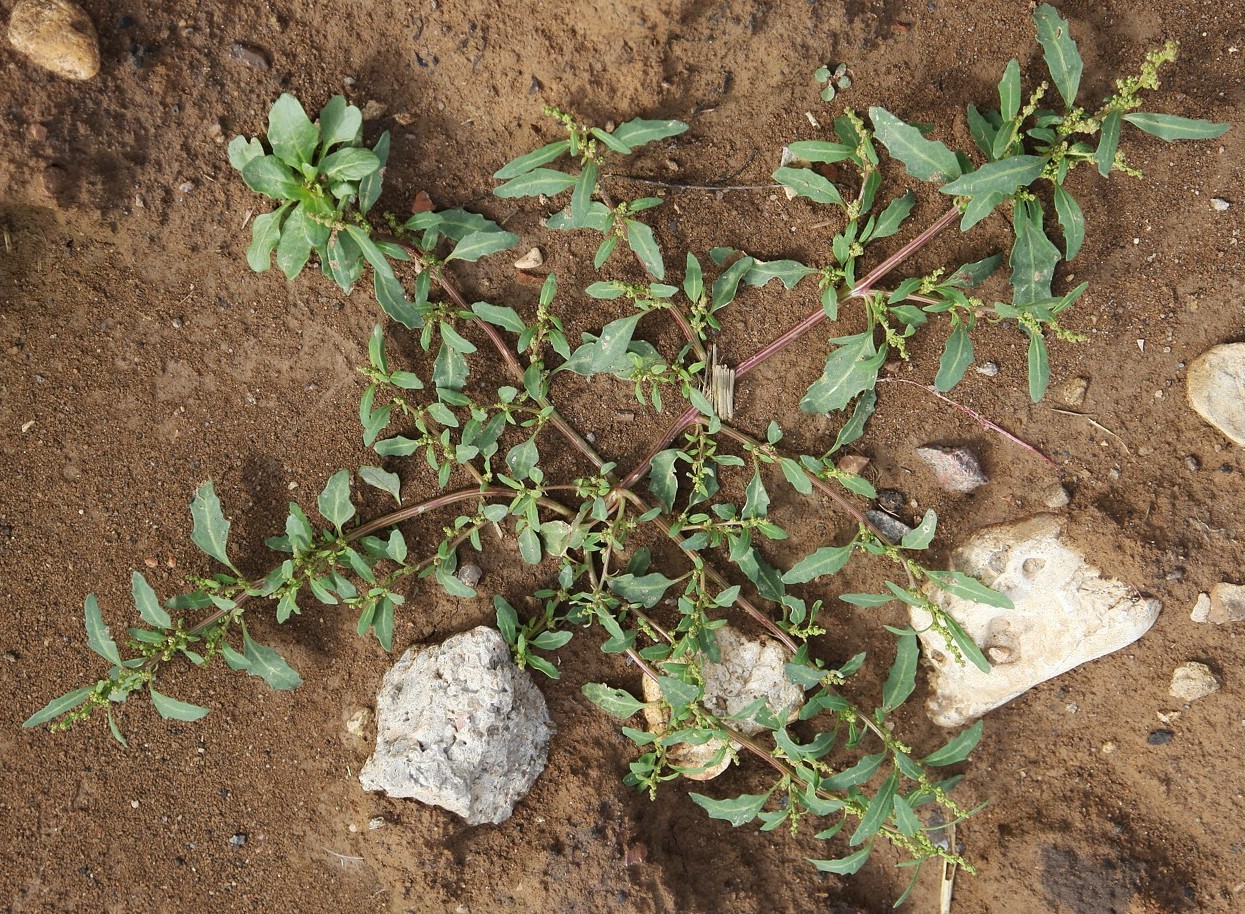 Image of Oxybasis glauca specimen.